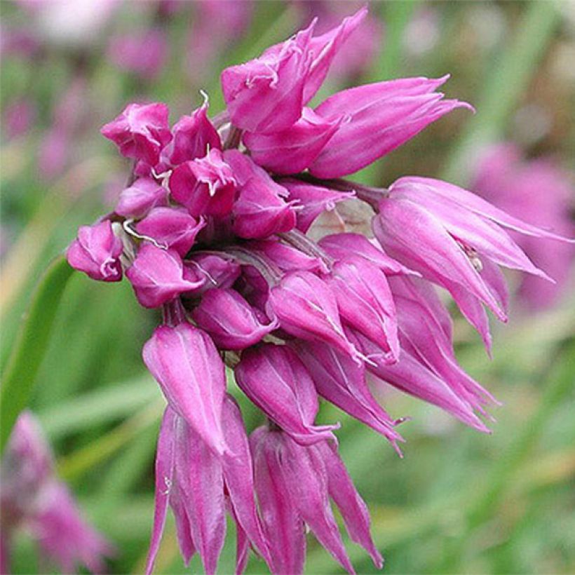 Allium cyathophorum var farreri - Ajo decorativo (Floración)