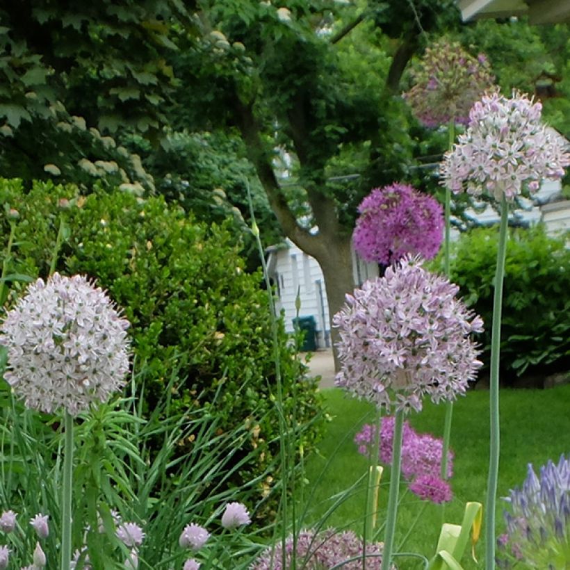 Allium decipiens - Ajo decorativo (Floración)