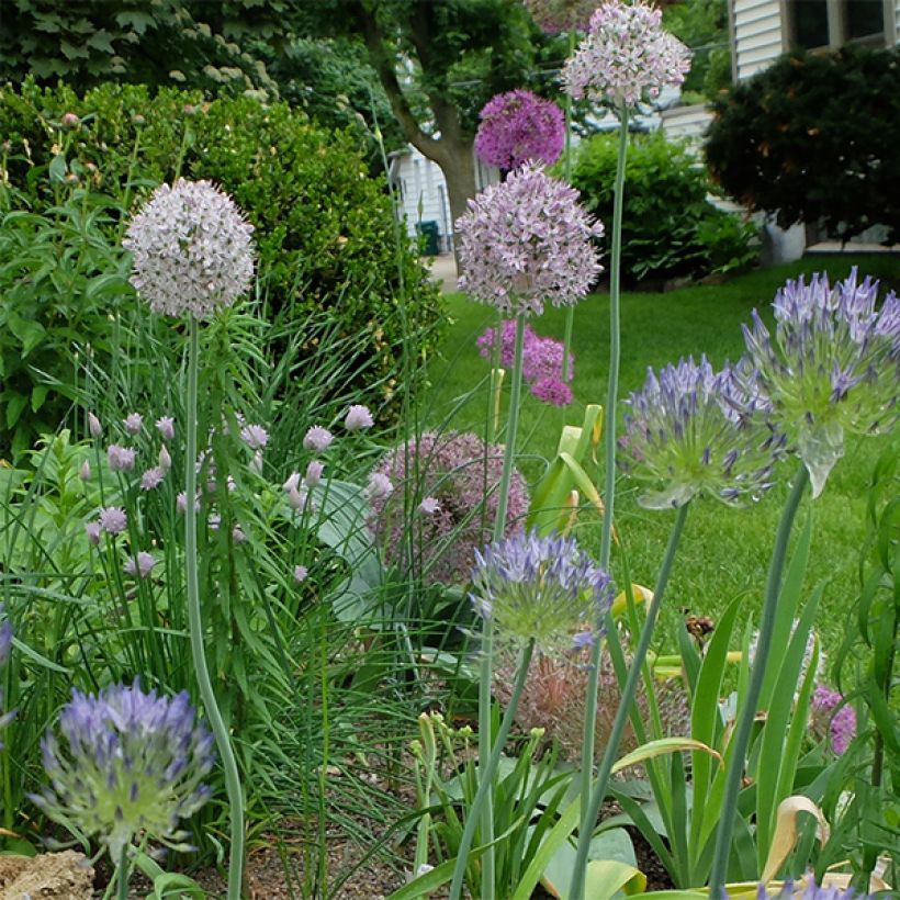 Allium decipiens - Ajo decorativo (Porte)