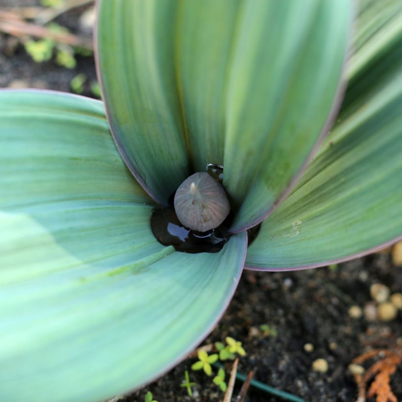 Allium karataviense - Cebolla turkistan (Follaje)