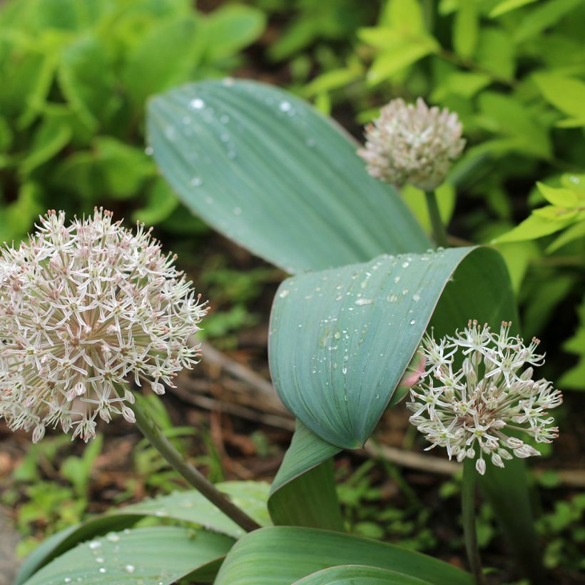 Allium karataviense - Ajo decorativo   (Porte)