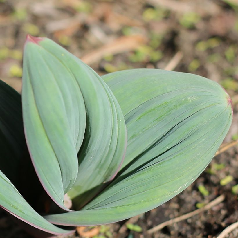 Allium karataviense Red Giant - Ajo decorativo (Follaje)