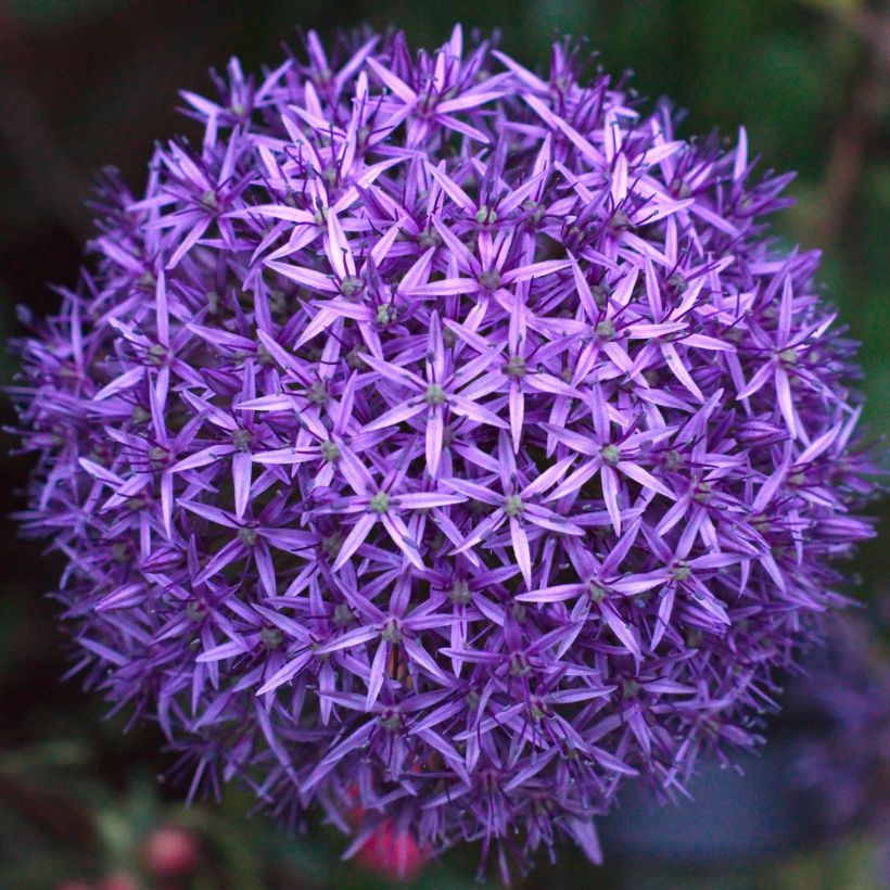 Allium Mars - Ajo decorativo (Floración)