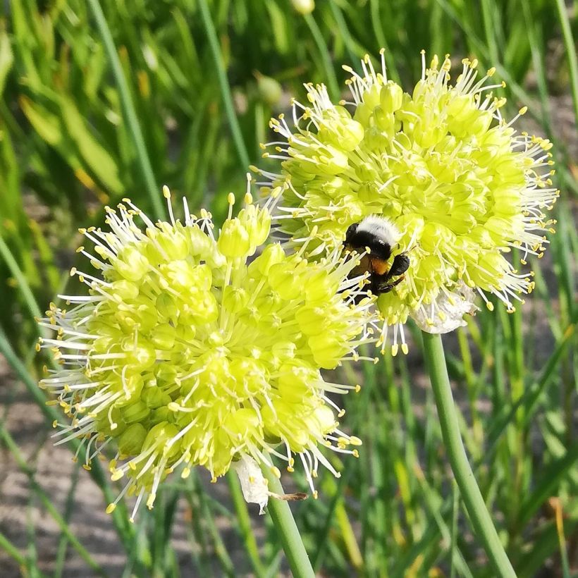 Allium obliquum - Ajo decorativo (Floración)