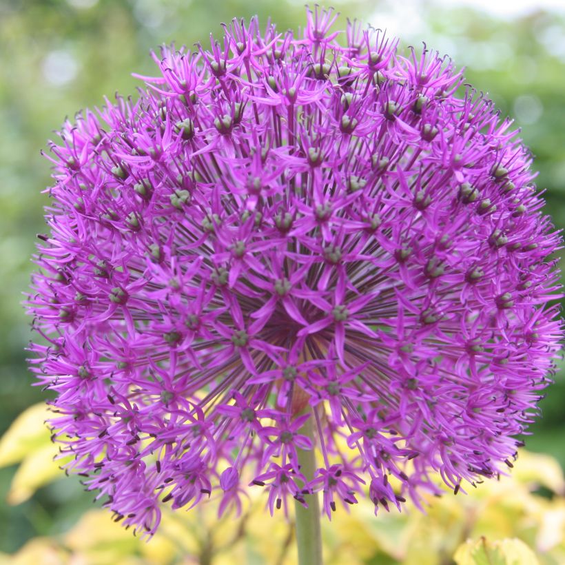 Allium rosenbachianum - Ajo decorativo (Floración)