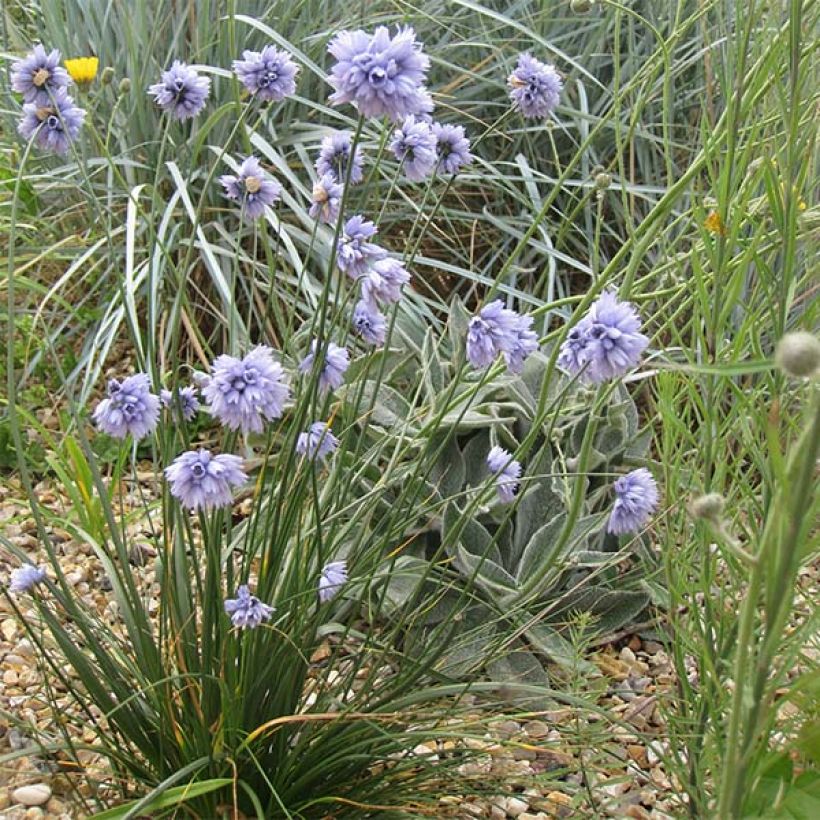 Allium sikkimense - Ajo decorativo (Porte)