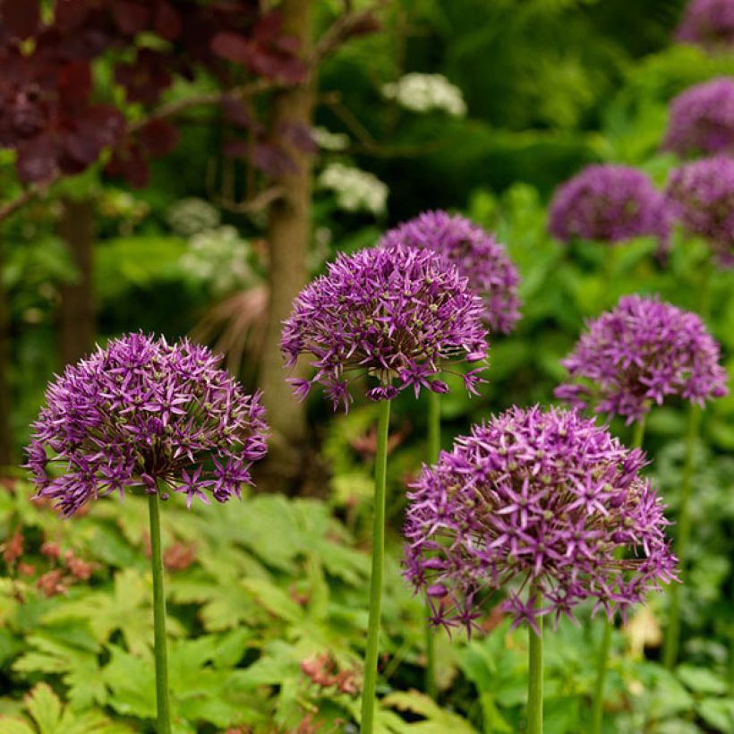 Allium stipitatum Violet Beauty - Ajo decorativo (Floración)