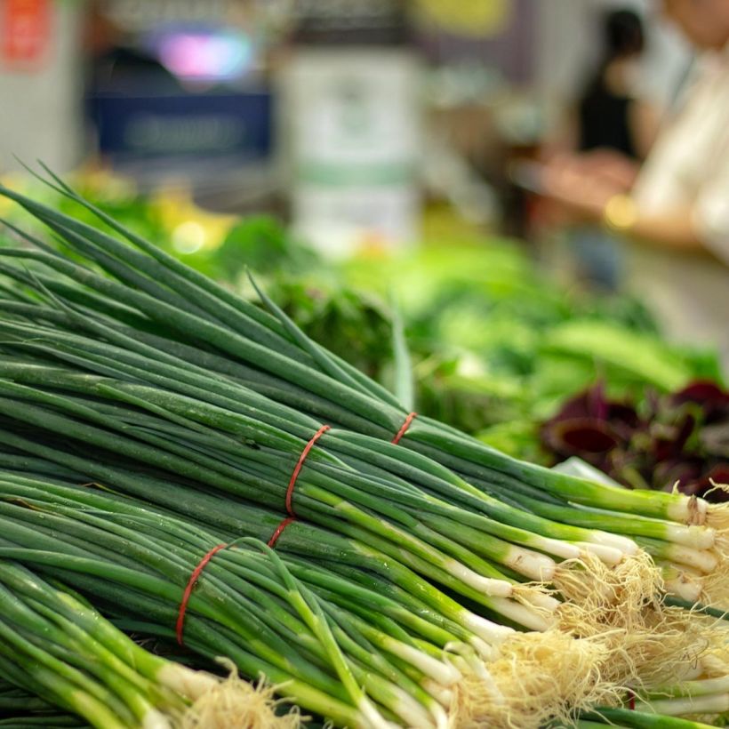 Cebolletas chinas (plantas) (Cosecha)