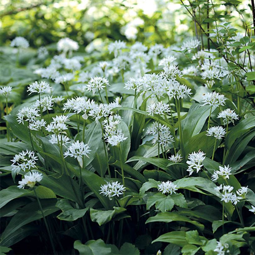 Ajo de oso (maceta) - Allium ursinum (Floración)