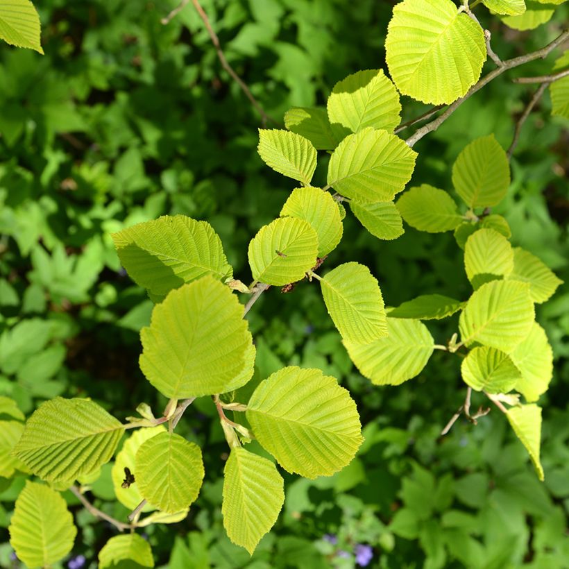 Aulne glutineux - Alnus glutinosa Aurea (Follaje)