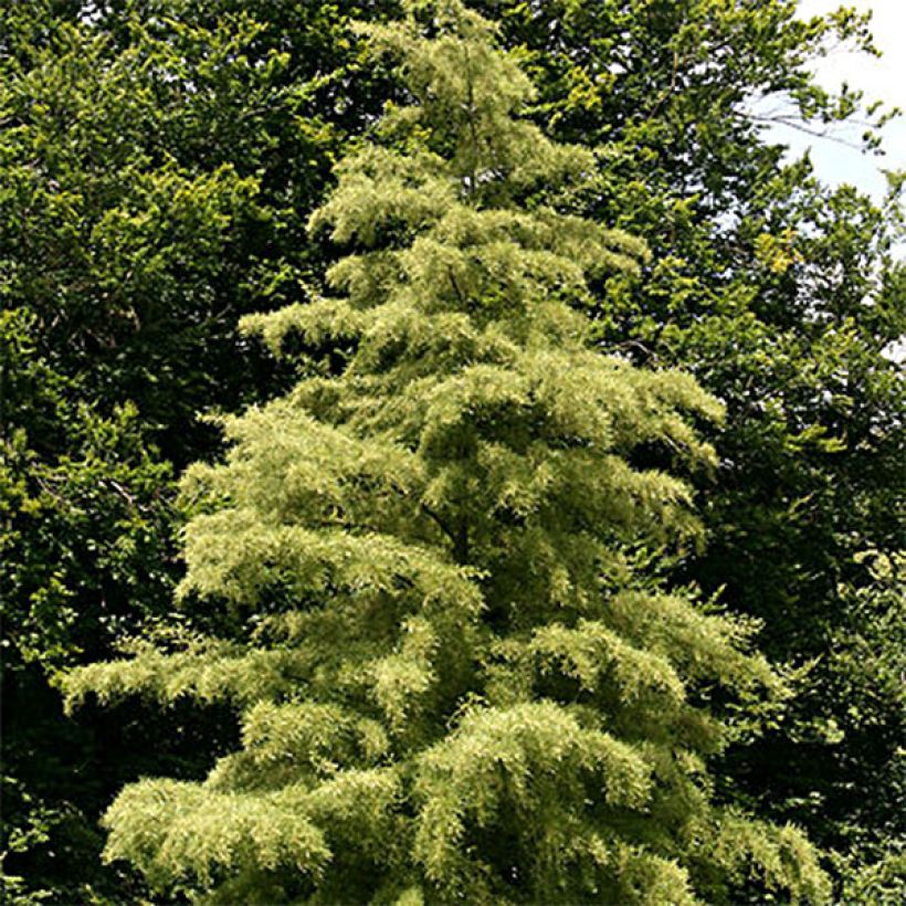 Aliso imperial - Alnus glutinosa Imperialis (Porte)