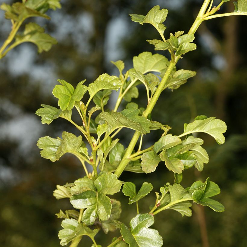 Aulne glutineux - Alnus glutinosa Incisa (Follaje)