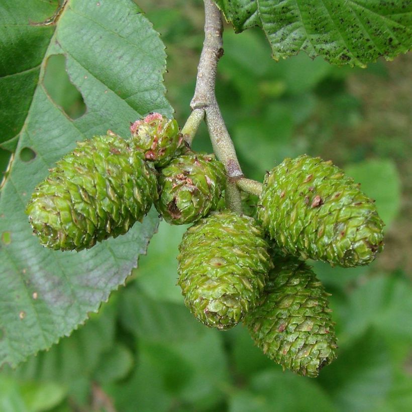 Aliso gris - Alnus incana (Cosecha)