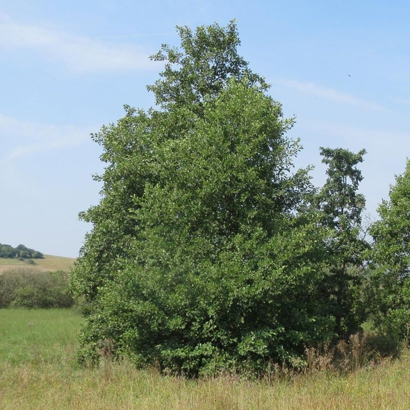 Aliso gris - Alnus incana (Porte)