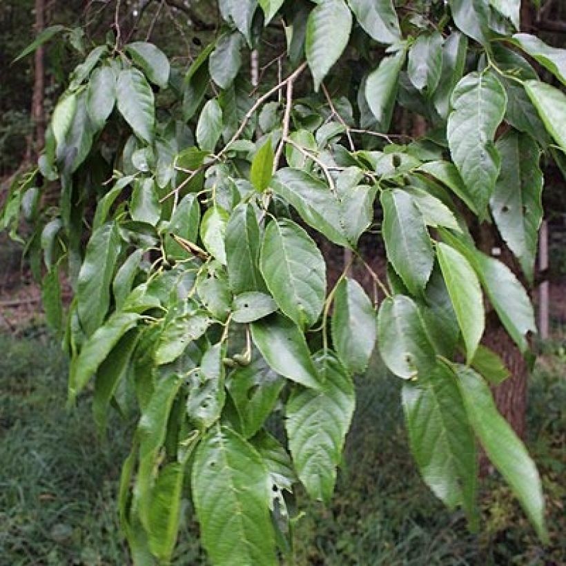 Alnus spaethii - Aliso de Spaeth (Follaje)