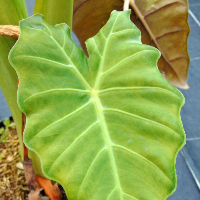 Alocasia Mayan mask - Oreja de elefante (Follaje)