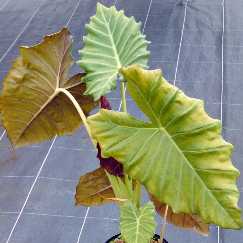 Alocasia Mayan mask - Oreja de elefante (Porte)