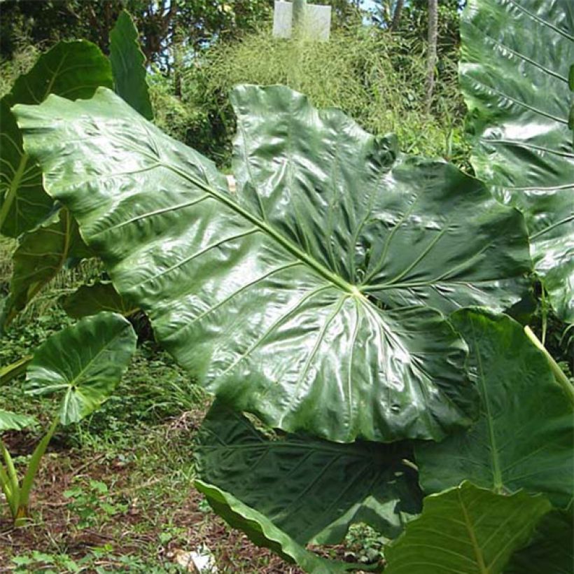 Alocasia macrorrhizos - Oreja de elefante gigante (Follaje)