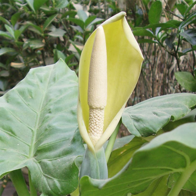 Alocasia macrorrhizos - Oreja de elefante gigante (Floración)