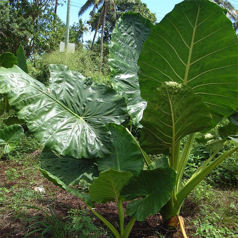 Alocasia macrorrhizos - Oreja de elefante gigante (Porte)