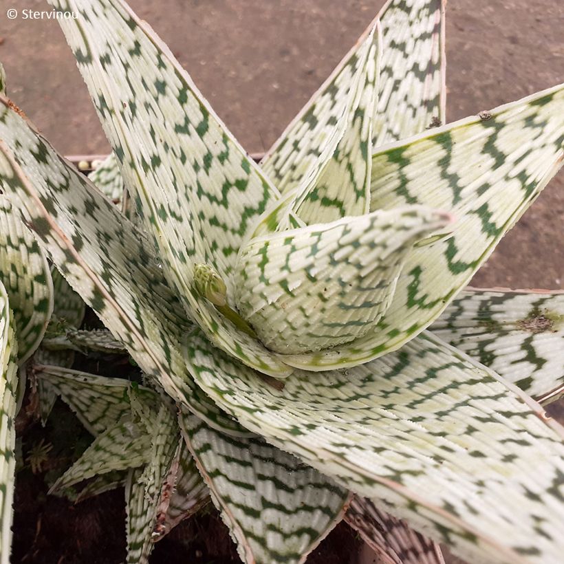 Aloe Delta Lights (Follaje)