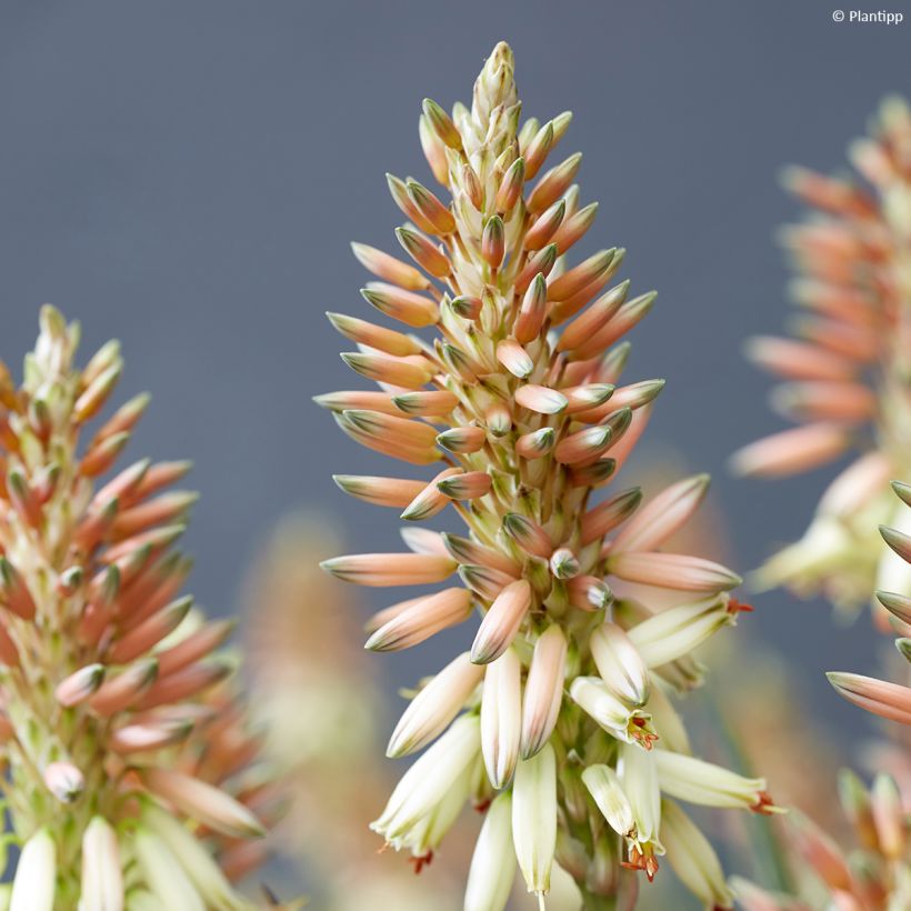 Aloe Safari Sunrise (Floración)