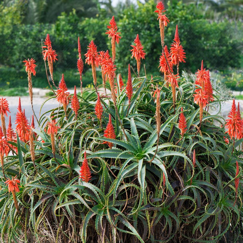 Aloe arborescens - Áloe candelabro (Porte)