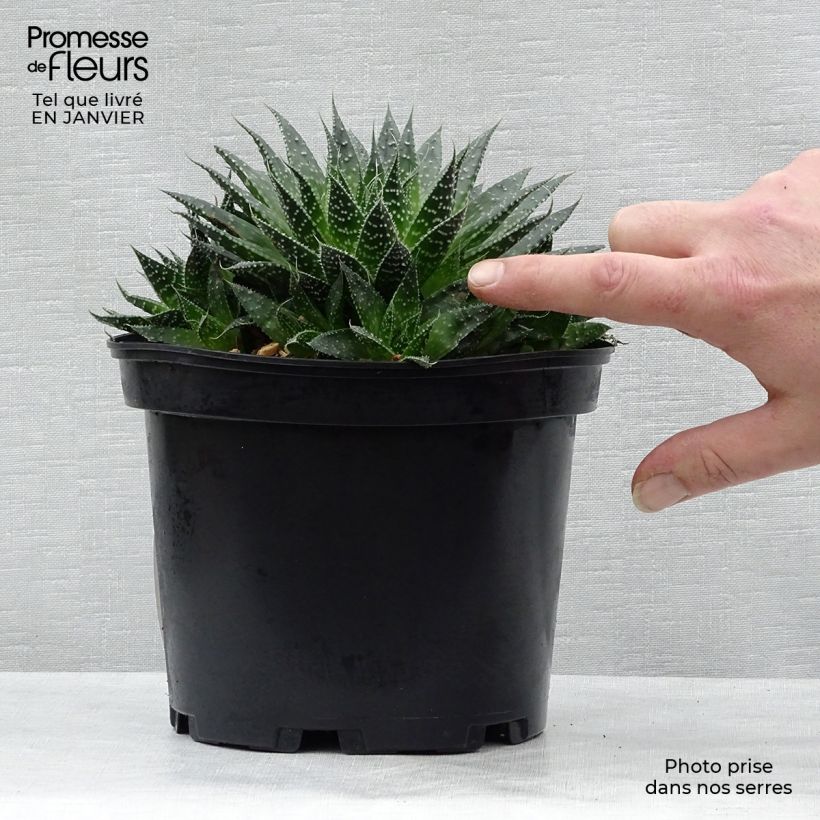 Aloe aristata - Aloe nain Pot de 2L/3L Ejemplar entregado en invierno