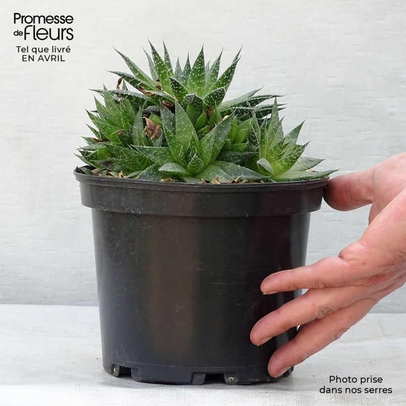 Aloe aristata - Planta antorcha Maceta 2L/3LAltura de entrega aprox. 5cm Ejemplar entregado en la primavera