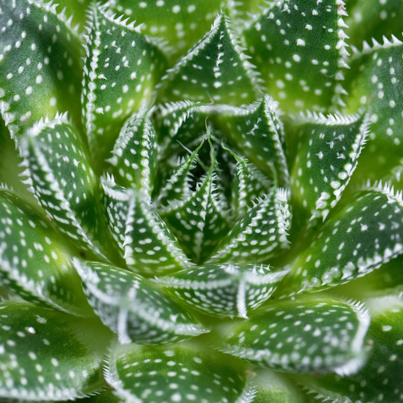 Aloe aristata - Planta antorcha (Follaje)