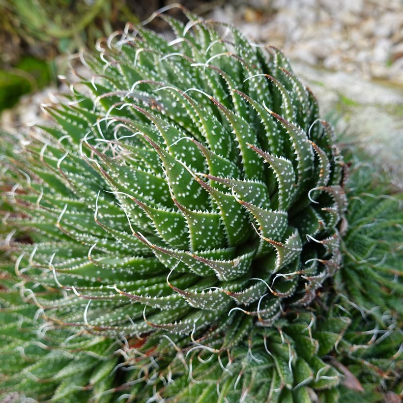 Aloe aristata - Planta antorcha (Porte)