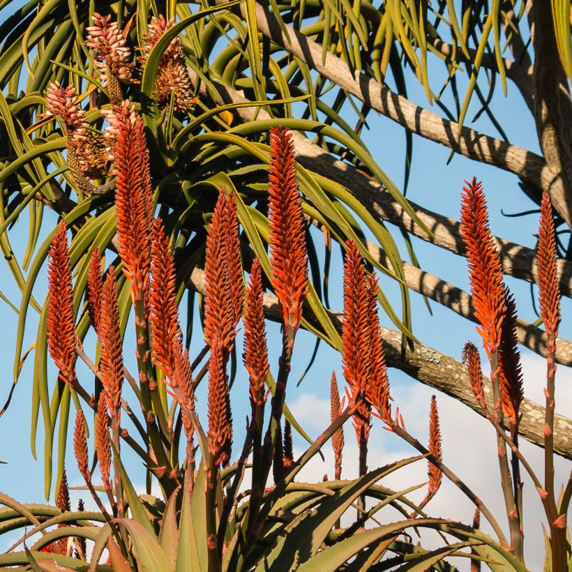 Aloe barberae - Árbol de Aloe (Floración)