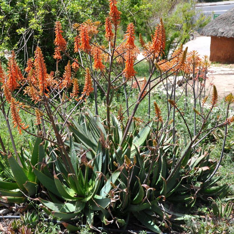 Aloe brevifolia (Floración)