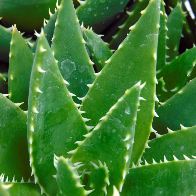 Aloe brevifolia (Follaje)