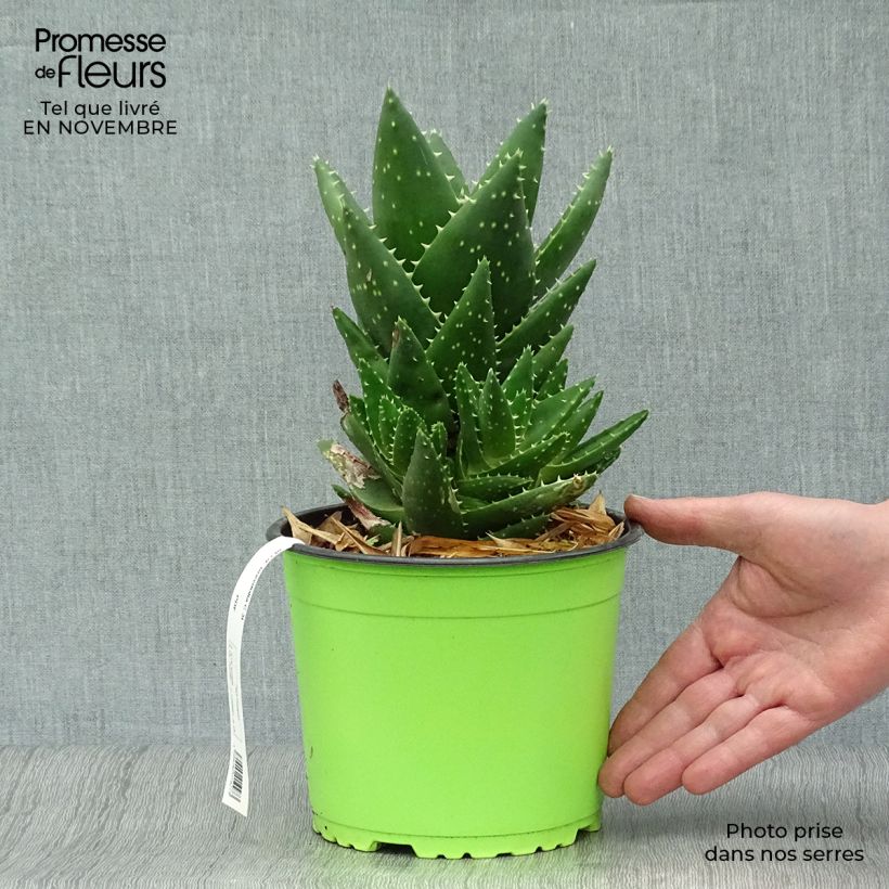 Ejemplar de Aloe brevifolia - Aloès à feuilles courtes Pot de 2L/3L entregado en otoño