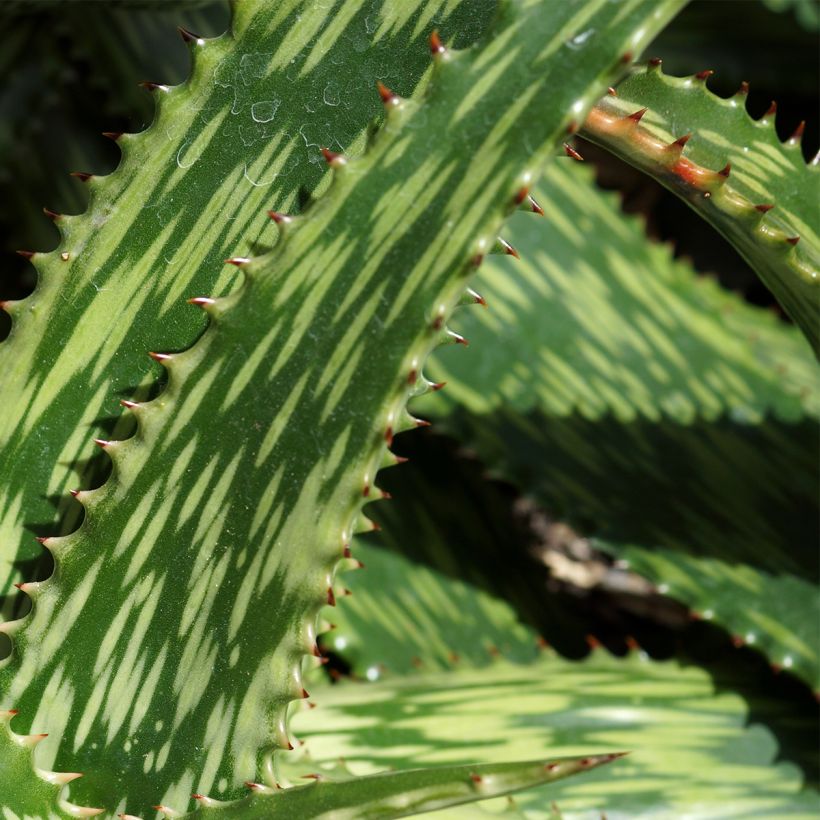 Aloe harlana (Follaje)