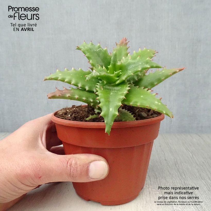 Aloe morogoroensis - Aloe bussei Pot de 13 cm Ejemplar entregado en la primavera