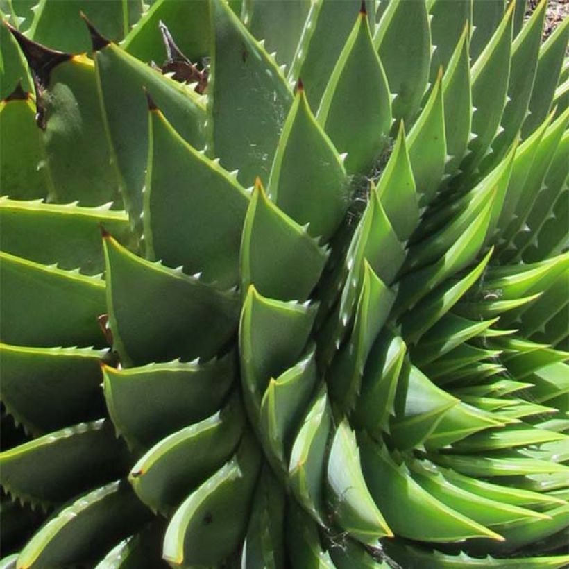 Aloe polyphylla - Aloe espiral (Follaje)