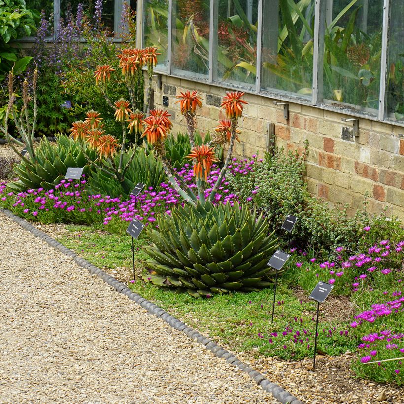 Aloe polyphylla - Aloe espiral (Porte)