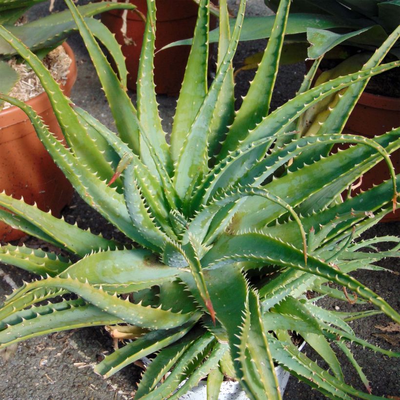 Aloe spinosissima (Porte)