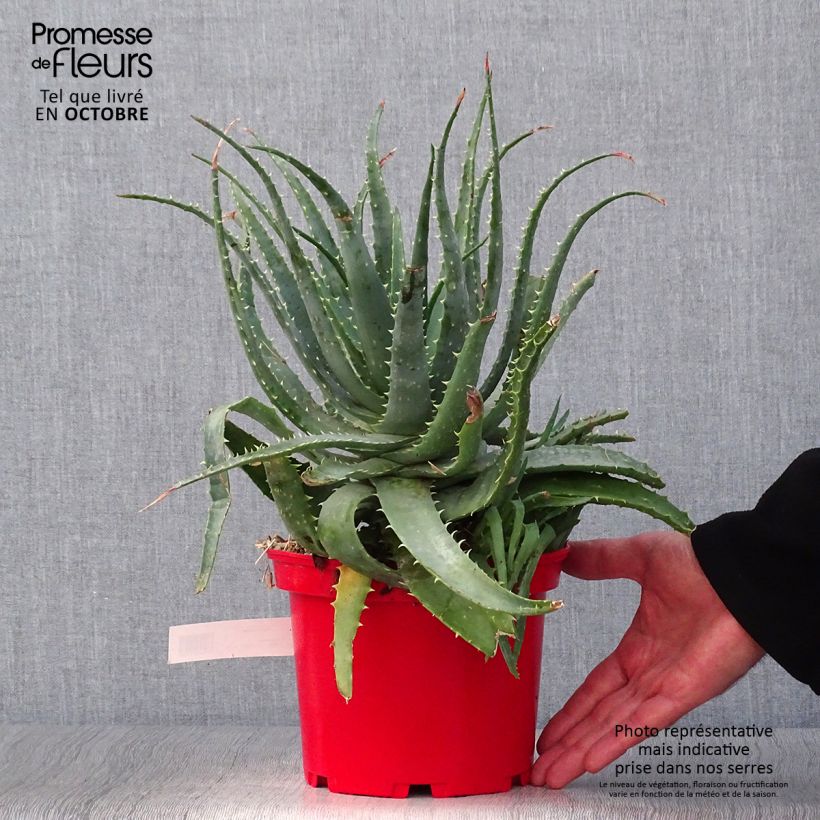 Ejemplar de Aloe spinosissima - Aloès Pot de 2L/3L entregado en otoño