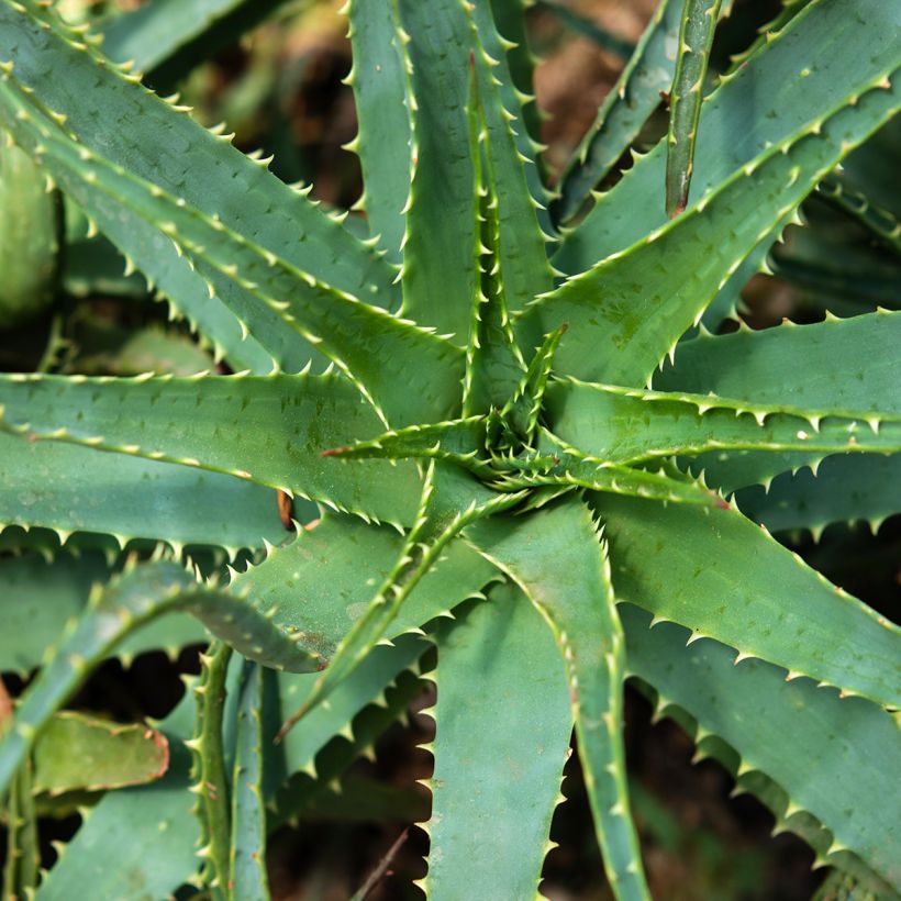 Aloe spinosissima (Follaje)