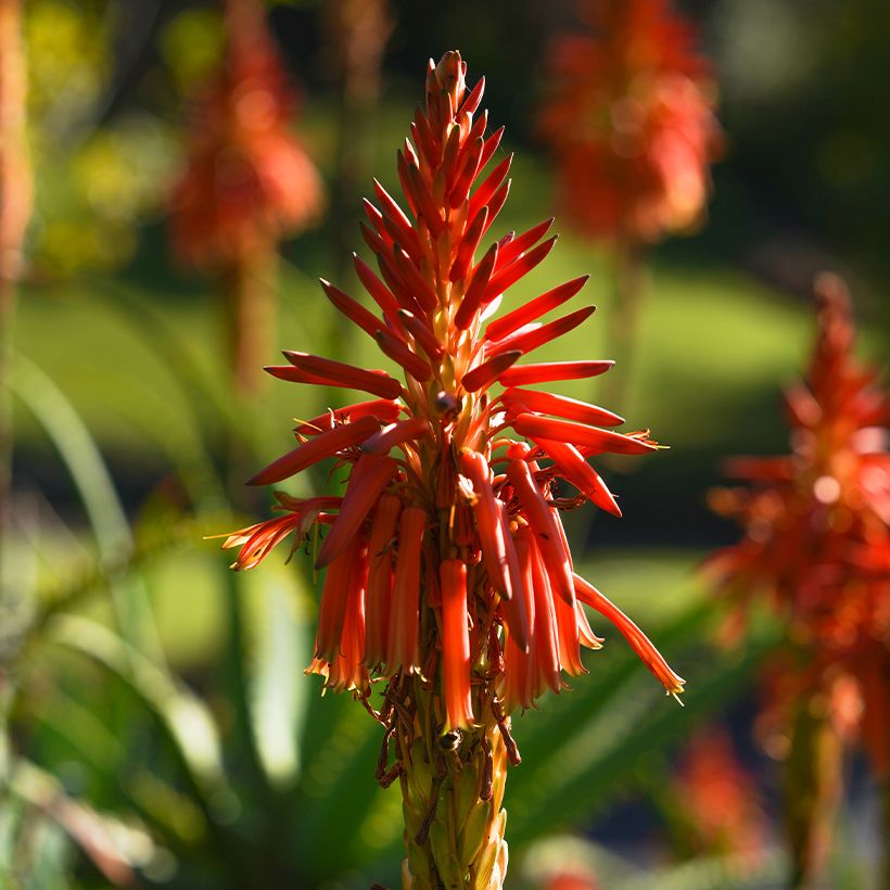 Aloe spinosissima (Floración)