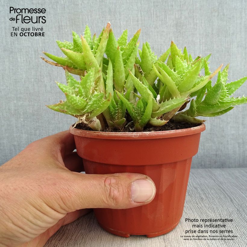 Ejemplar de Aloe squarrosa Pot de 13 cm entregado en otoño