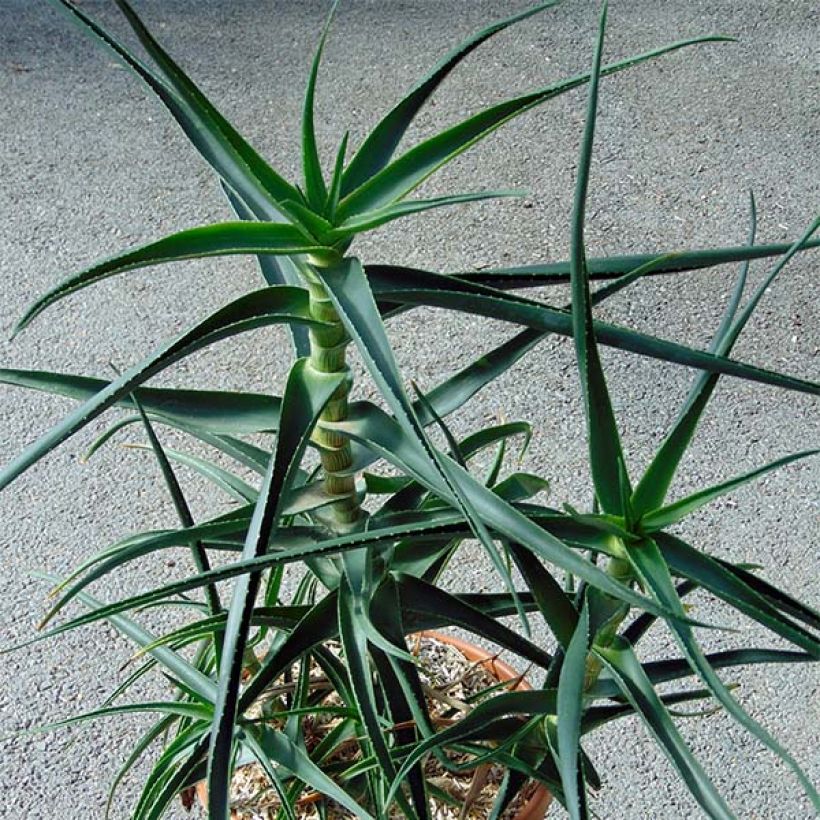 Aloe striatula (Porte)