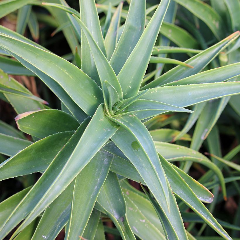 Aloe striatula (Follaje)