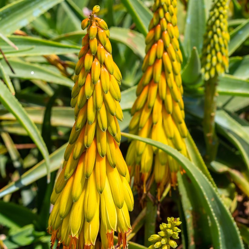 Aloe striatula (Floración)