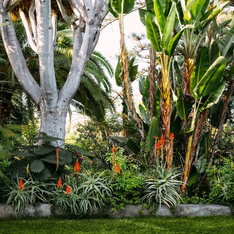 Aloe vera (Porte)