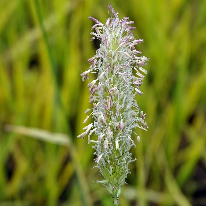 Alopecurus pratensis Aureovariegatus - Alopecuro (Floración)