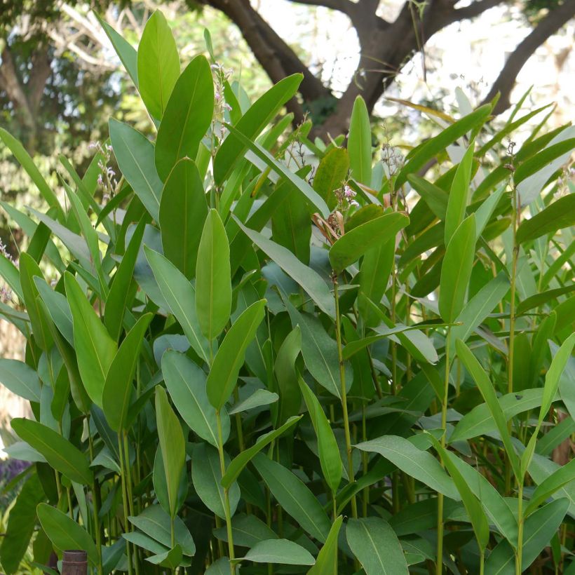 Alpinia galanga - Galanga (Follaje)